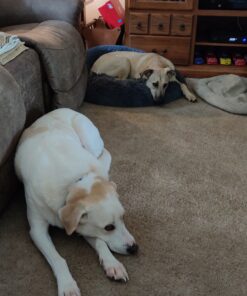 Advantus (Imidacloprid) Chewable Flea Treatment for Large Dogs, 7 Count, 23-110 Pound 35 81ewBSr ouL