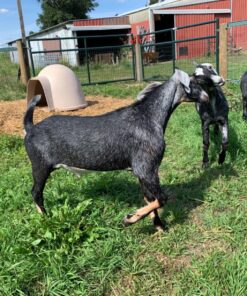 First Saturday Lime for Insects 20lb 39 81f ZThUMcL