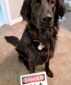 Danger The Dog Has A Gun And Refuses To Take His Medication Sign, 7" x 10" 0.40 Aluminum, Fade Resistance, Indoor/Outdoor Use, USA MADE By My Sign Center 7x10 Aluminum 23 81f62v0P3qL