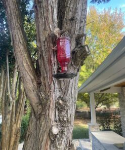 More Birds Red Jewel Hummingbird Feeder, Glass Hummingbird Feeders for Outdoors, 5 Feeding Stations, 20 Ounces Standard Packaging 29 81f7TdWzX1L