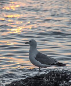 Nikon D500 DX-Format Digital SLR (Body Only), Base 68 81fALaq4feL