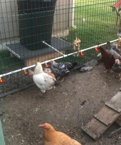 4 Pack NO PECK Poultry Waterer Drinking Cup with 1/2" PVC Tee Poultry Watering System for Chicken Ducks Quail 23 81fCfALzf4L