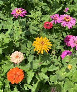 Zinnia - California Giant Mix - Bulk Pack 5,000 Seeds by Seeds2Go 28 81fGR 0LyzL