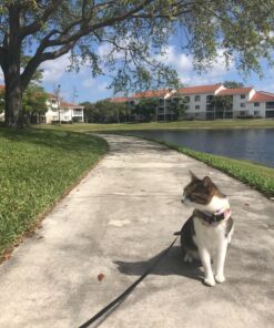 JETech Case for iPhone 8 Plus and iPhone 7 Plus 5.5-Inch, Non-Yellowing Shockproof Phone Bumper Cover, Anti-Scratch Clear Back (Clear) 44 81fH2RWyn3L