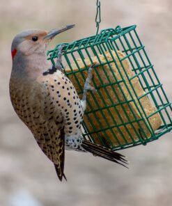 C&S Woodpecker Delight No-Melt Suet Dough 14 81fIDGM0MTL