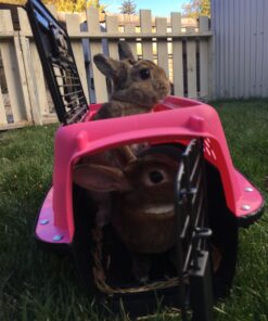 Petmate Two Door Pet Kennel for Pets up to 15 Pounds, Pink/Black, 19" Long, Made in USA Two-door 19.0"L x 13.0"W x 10.0"H 43 81fLrW0TeyL