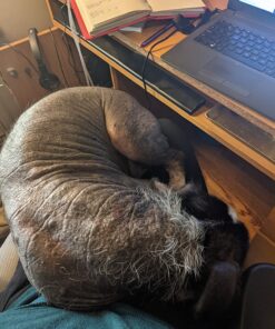 Dna My Dog Essential Test –Breed ID Test Mixed Breed Identification, Personality Traits, for Puppies to Adult Dogs, Non-Invasive Cheek Swab 43 81fM47KKbkL