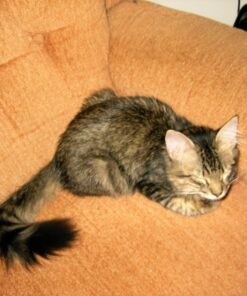 Purina Fancy Feast Grilled - (24) 3 oz. Cans Chicken 3.00 Ounce (Pack of 24) 22 81fOFWGWsEL