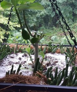 Hobbit Jade Plant - Crassula ovuta - Easy to Grow - 4.5" Pot 26 81fWKtLqOqL