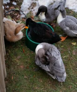 Farm Innovators P-60 1.5 Gallon 60 Watt Electric Powered Heated Pet Water Bowl with Thermostatic Control and Anti Chew Cord, Green Single 23 81fXPqJtTL