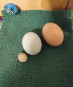 Little Giant® Quail Rails | 120 Eggs | Turner Equipment for Incubating Small Eggs | Quail Egg Incubator 19 81faLNhNreL