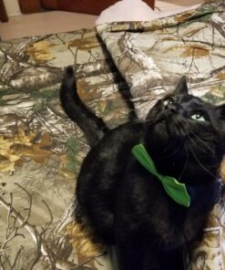 World's Best Cat Litter, Clumping Litter Formula, 28-Pounds 42 81faTibtwnL