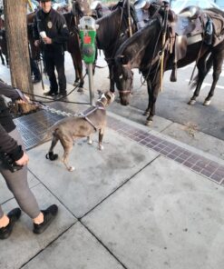 The Honest Kitchen Human Grade Dehydrated Grain Free Dog Food – Complete Meal or Dog Food Topper – Chicken 10 lb (makes 40 lbs) 10 Pound (Pack of 1) 39 81fbtcDNYnL