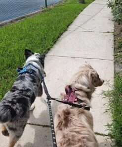 tobedri Comfortable Dual Dog Leash Tangle Free with Shock Absorbing Bungee Reflective 2 Dog Leashes for Large Medium Small Dogs Dogs weight 25-100lbs Black 22 81fdXhsXttL