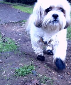 PawZ Rubber Dog Boots for Paws up to 2 1/2", 12 Pack - All-Weather Dog Booties for Hot Pavement, Snow, Mud, and Rain - Waterproof, Anti Slip Dog Socks - Small, Black 45 81ffAsMIrpL