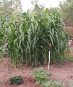 Glass Gem Indian Corn Heirloom Seed - The Most Beautiful Corn in the World! 42 81ffTiMhNYL