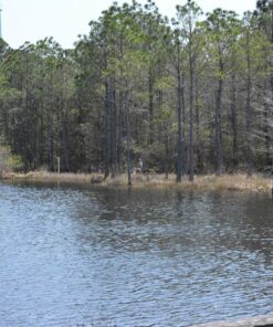 Big Mike’s High-Power 500mm/1000mm f/8 Manual Telephoto Lens for Nikon DSLR, Black 67 81fgl0LnYEL