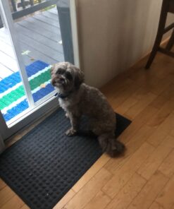 PetSafe Elite Little Dog Spray Bark Collar for Small Dogs from 8 lbs to 55 lbs - Smallest Collar Option - Citronella Spray - No Barking Control Device - PBC00-11283 adjustable 22 81fky3xLmL