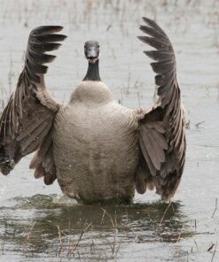 Sigma 150-600mm 5-6.3 Sports DG OS HSM Lens for Canon Canon SLR Mount US Version 94 81fpaBSTNEL