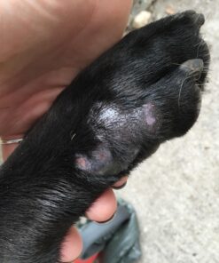 Grannick's Bitter Apple for Dogs Spray Bottle, 16 Ounces, Golds & Yellows (1116AT) 16 Ounces (Pack of 1) 35 81fr9DClW L