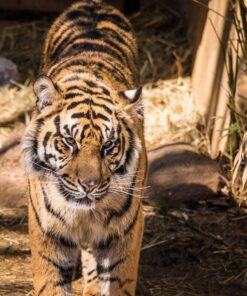 Sigma 150-600mm 5-6.3 Sports DG OS HSM Lens for Canon Canon SLR Mount US Version 117 81fsSOf2rfL