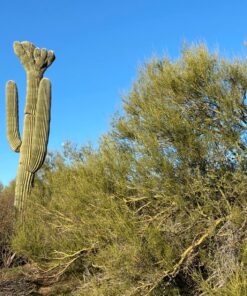 Seek Thermal CompactXR – Outdoor Thermal Imaging Camera for iOS, Black (LT-AAA) 63 81fst9DTNWL