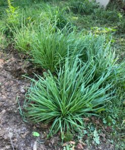 X Home AF-100 Weed Eater String Compatible with Black Decker String Trimmers, 6 Spools & 1 Cap 27 81fw MWFyL 1