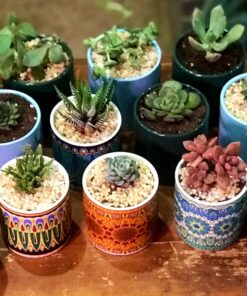 Shop Succulents Unique Succulent Plant Pack Bulk Collection - Live Mini Succulent Plants, Low Maintenance, Exceptional Colors & Textures - Wedding and Party Favors, Gift & Garden, Pack of 20 20-Pack Succulent Packs 48 81fw ViSEvL