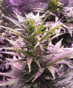 AGLEX 420W COB LED Grow Light, Full Spectrum Plant Grow Lamp with Daisy Chain Veg and Bloom Switch for Hydroponic Greenhouse Indoor Plant Veg and Flower (C2000) C2000 64 81fxRF93HZL