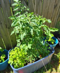 Fox Farm FX14049 Liquid Nutrient Trio Soil Formula: Big Bloom, Grow Big, Tiger Bloom (Pack of 3 - 32 oz. bottles) 17 81fxTmNTLTL