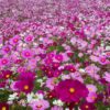 Outsidepride Cosmos Garden Wild Flower Seed Mix - 1 LB 26 81g cypIo1L