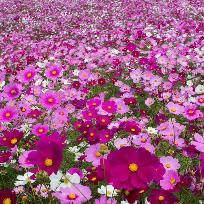Catalog 2 Outsidepride Cosmos Garden Wild Flower Seed Mix - 1 LB