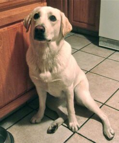 Wellness CORE Grain-Free High-Protein Dry Dog Food, Natural Ingredients, Made in USA with Real Meat, All Breeds, For Adult Dogs (Original Turkey & Chicken, 12-Pound Bag) 21 81g0OSTgTfL