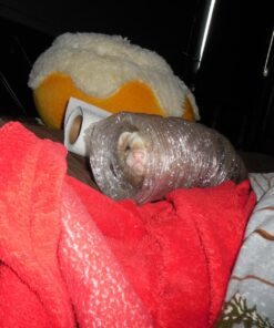 Builder's Best 100017 4" x 8" Clear Duct 7 81g51Q0loJL