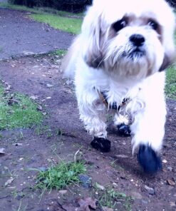 PawZ Rubber Dog Boots for Paws up to 2 1/2", 12 Pack - All-Weather Dog Booties for Hot Pavement, Snow, Mud, and Rain - Waterproof, Anti Slip Dog Socks - Small, Black 46 81g5oeivyHL