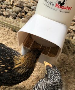 Royal Rooster Automatic Chicken Feeder with Gravity Feed Dispenser - 7lb Feeder for Chickens, Chicks & Mixed Poultry - Hanging Chicken Poultry Feeder - Auto PVC Chicken Poultry Feeder with Rain Cover 36 81g5vy6XvDL 1