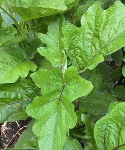 Bonide Captain Jack's Neem Oil, 16 oz. Concentrate, Multi-Purpose Fungicide, Insecticide and Miticide for Organic Gardening 28 81g6itxfxrL