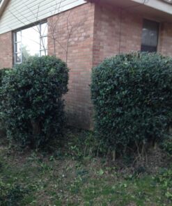 Alternative view of Black & Decker TR116 3-Amp Hedge Trimmer, 16-Inch