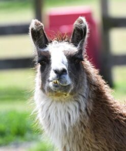 Nikon D500 DX-Format Digital SLR with 16-80mm ED VR Lens Black 86 81gAIkrxHFL