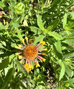 HAOHIYO ASANO Japanese Ninja Claw Rake and Cultivator (Basic Pack) (05080) 8 81gC6pt5XKL