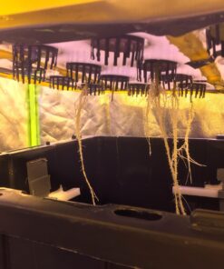 Quick Clone Gel - Most Advanced Cloning Gel for Faster, Healthier, Stronger Rooting Clones. (75mL) 18 81gGTmsP ML