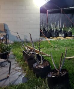 Paracord Planet - Genuine Type III 550 Paracord Nylon Colors Multiple Sizes – 550 LB Tensile Strength 100 feet Orange 24 81gGwYqbD9L