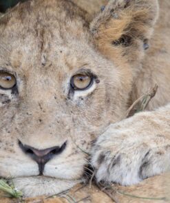 Sigma 150-600mm 5-6.3 Sports DG OS HSM Lens for Canon Canon SLR Mount US Version 84 81gK9zwqmUL