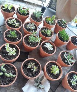 Shop Succulents Unique Succulent Plant Pack Bulk Collection - Live Mini Succulent Plants, Low Maintenance, Exceptional Colors & Textures - Wedding and Party Favors, Gift & Garden, Pack of 20 20-Pack Succulent Packs 54 81gKGMvBsbL
