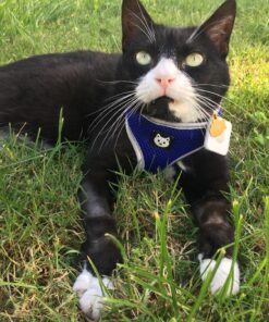 Tile Mate (2016) - 1 Pack - Discontinued by Manufacturer 40 81gKZwQyCiL