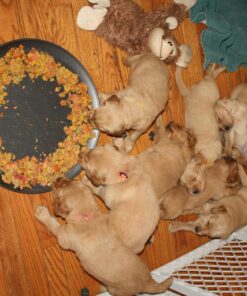 G&S Metal Products Company Nonstick ProBake Non-Stick Pizza Baking Pan, 16 inches, Charcoal 28 81gLQSI4UxL