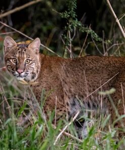 Nikon D500 DX-Format Digital SLR (Body Only), Base 102 81gMWj7iML