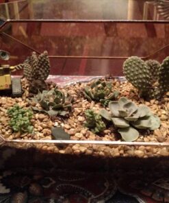 Shop Succulents | Cactus & Succulent Collection of Live Plants, Hand Selected Variety Pack of Cacti and Mini Succulents | Collection of 9 Standard Box 17 81gMZqhfKfL