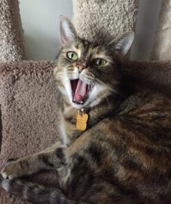 Hill's Science Diet Adult Chicken Recipe Dry Cat Food, 7 lbs., Bag 39 81gMkkV2JxL