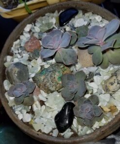 Exotic Pebbles BPJS464 Bean Pebble, Jade, 5 Pounds (Discontinued by Manufacturer) 24 81gQcqD1wML